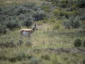 yellowstone