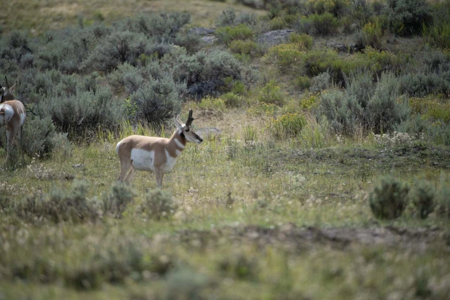 yellowstone