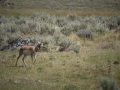 yellowstone