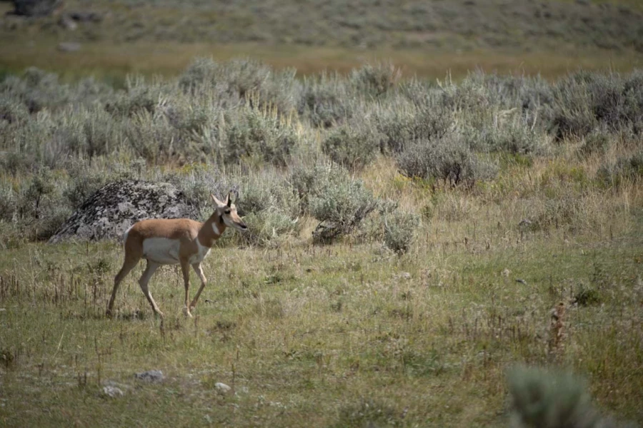 yellowstone