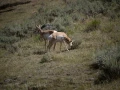 yellowstone