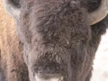 yellowstone