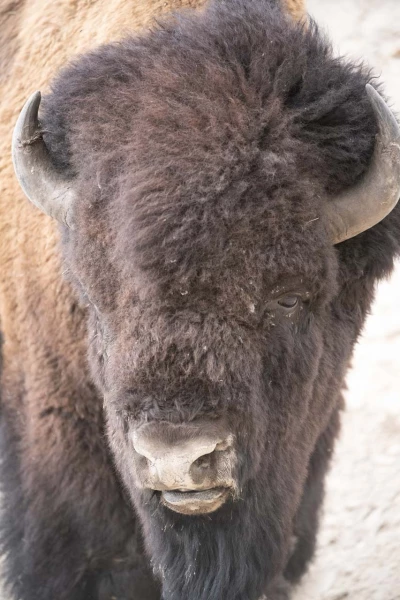 yellowstone