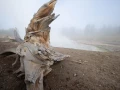 yellowstone