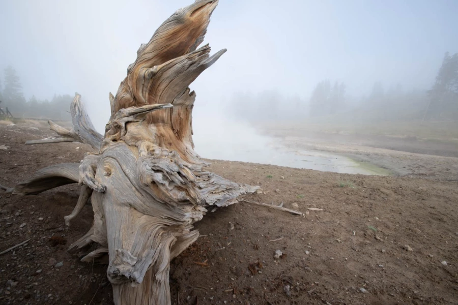 yellowstone