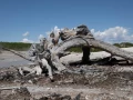 yellowstone