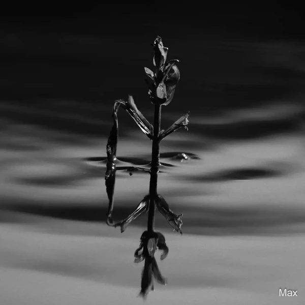 07 max