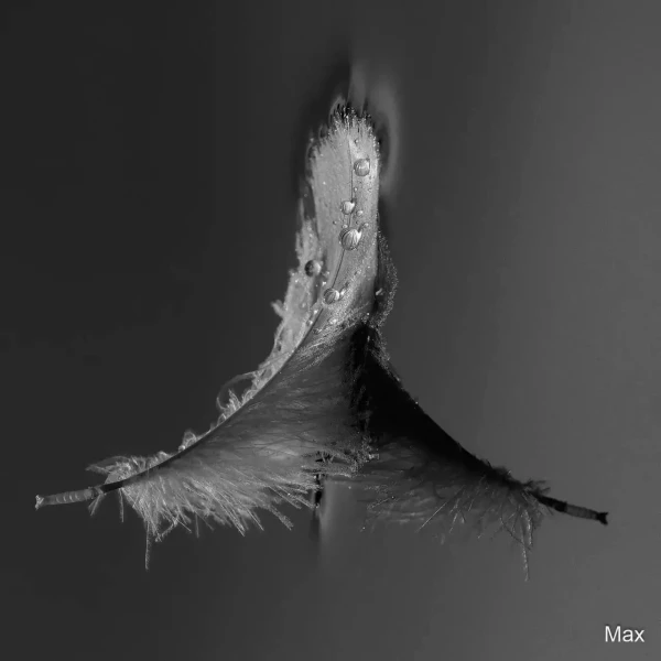 07 max