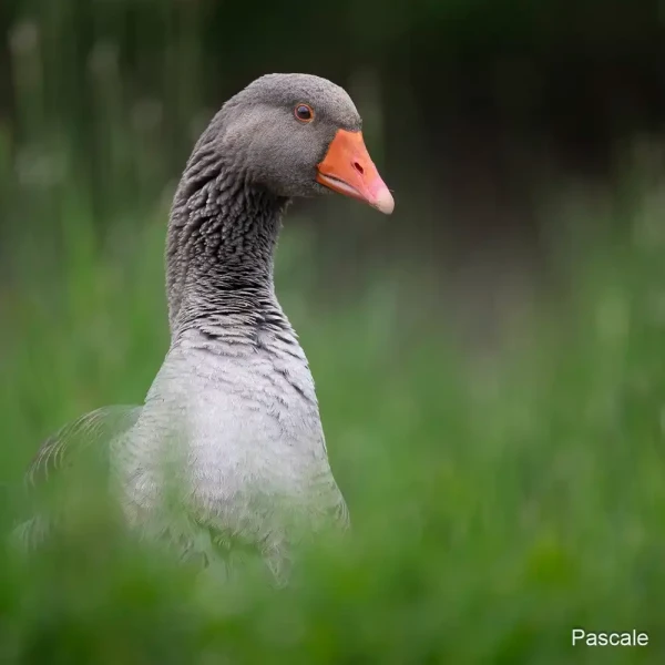 06 pascale