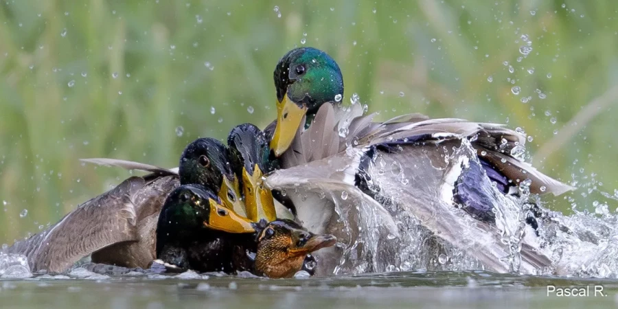 01 pascal r