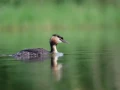 04 herve