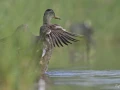 04 sylvie
