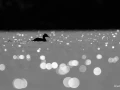 06 alain
