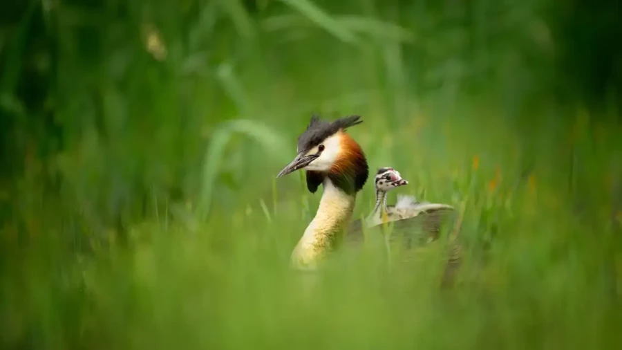 03 stage en affut flottant en dombes avec amar guillen photographe