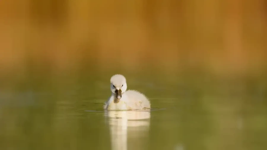 11 stage en affut flottant en dombes avec amar guillen photographe