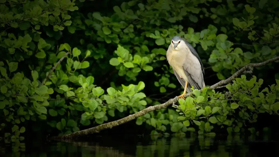 14 stage en affut flottant en dombes avec amar guillen photographe