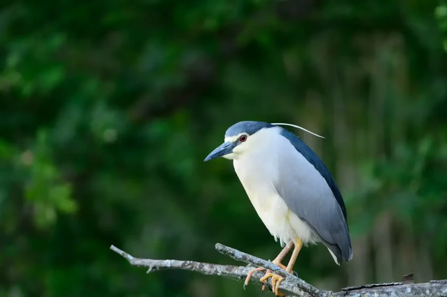 18 stage en affut flottant en dombes avec amar guillen photographe