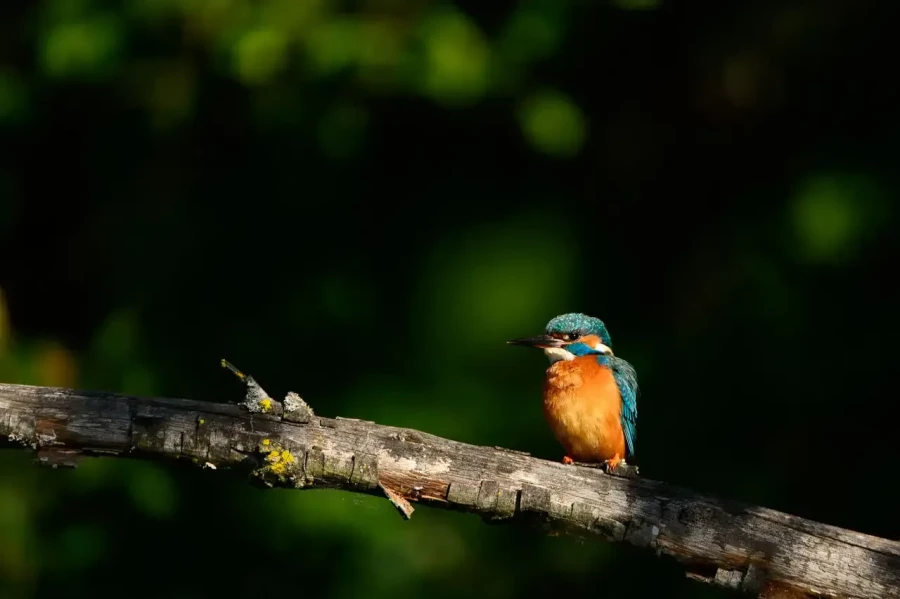 21 stage en affut flottant en dombes avec amar guillen photographe