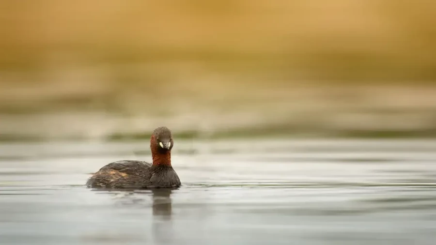 23 stage en affut flottant en dombes avec amar guillen photographe
