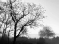 Landscape of Haute-Saintonge in Charente-Maritime in France in black and white