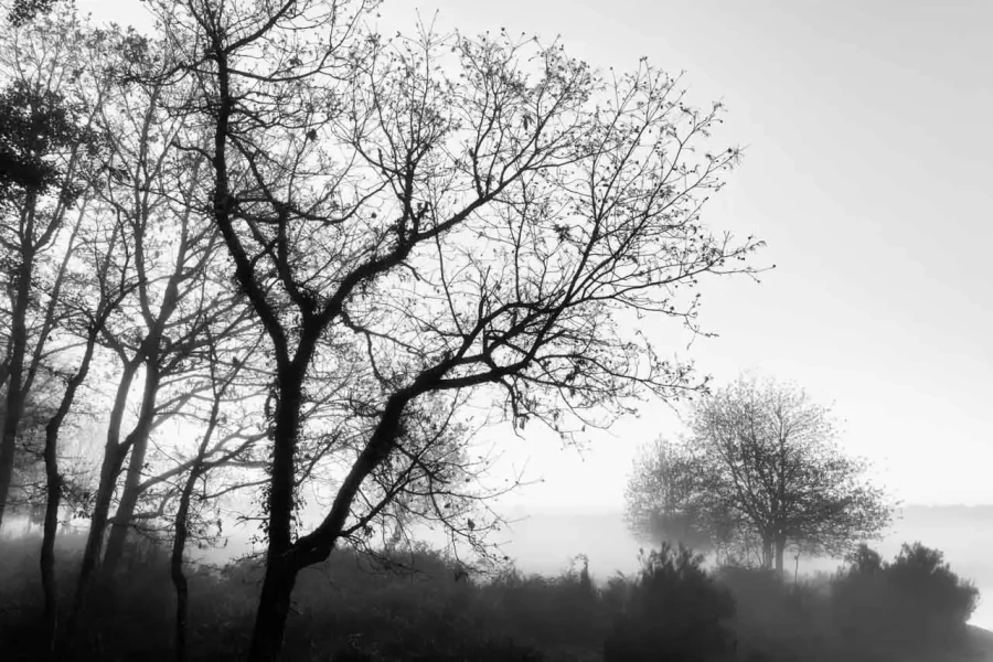 Landscape of Haute-Saintonge in Charente-Maritime in France in black and white