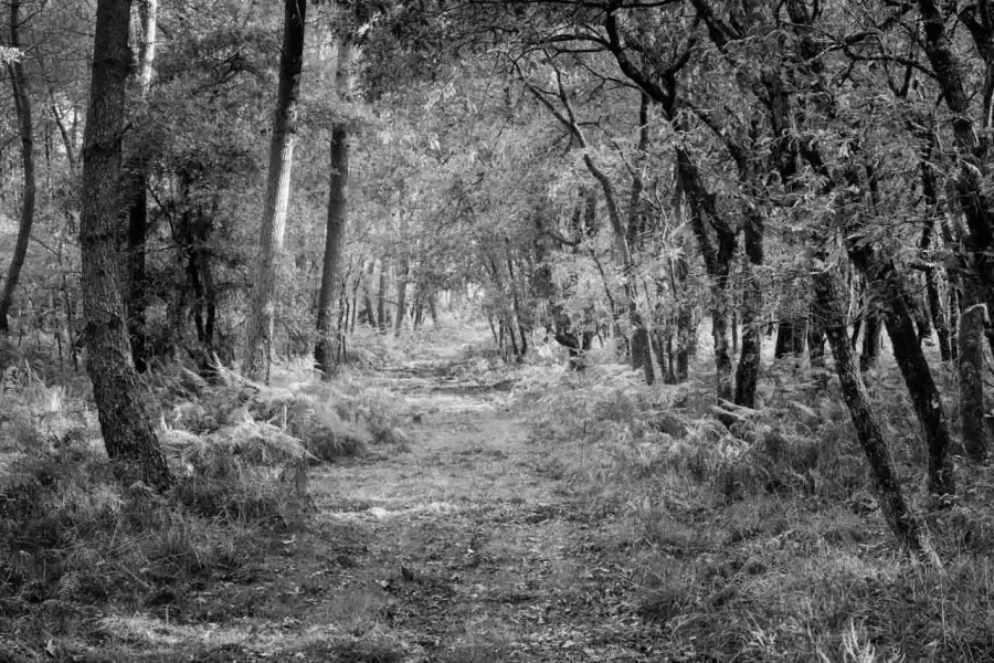 Landscape of Haute-Saintonge in Charente-Maritime in France in black and white
