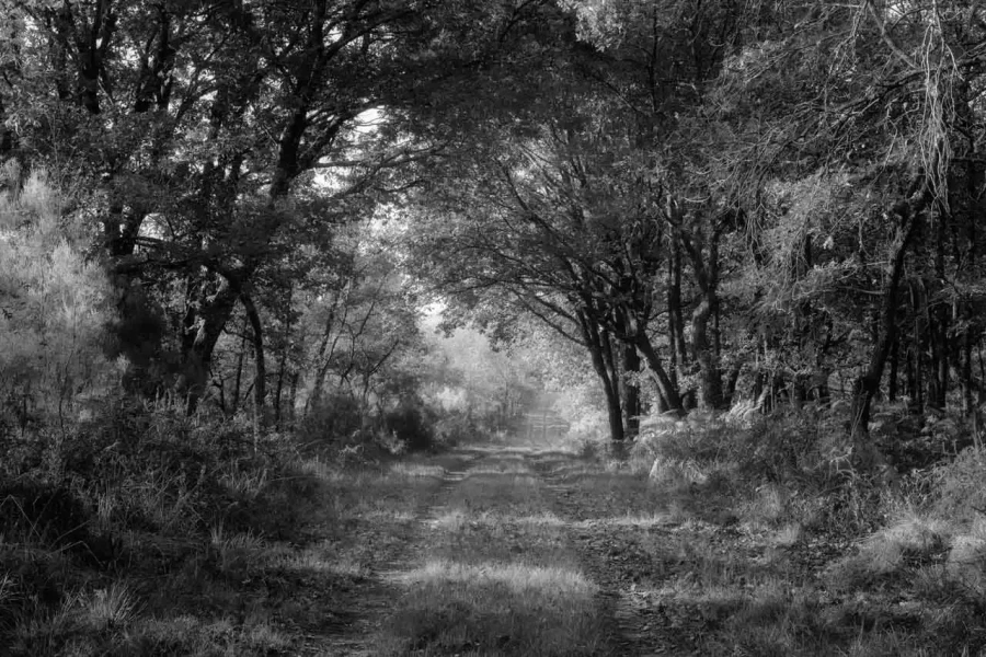 Landscape of Haute-Saintonge in Charente-Maritime in France in black and white