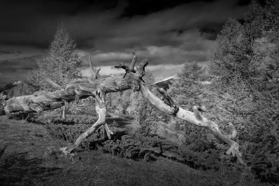 Landscape in black and white of the Queyras in the Hautes-Alpes in France.