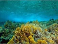 01 underwater photo