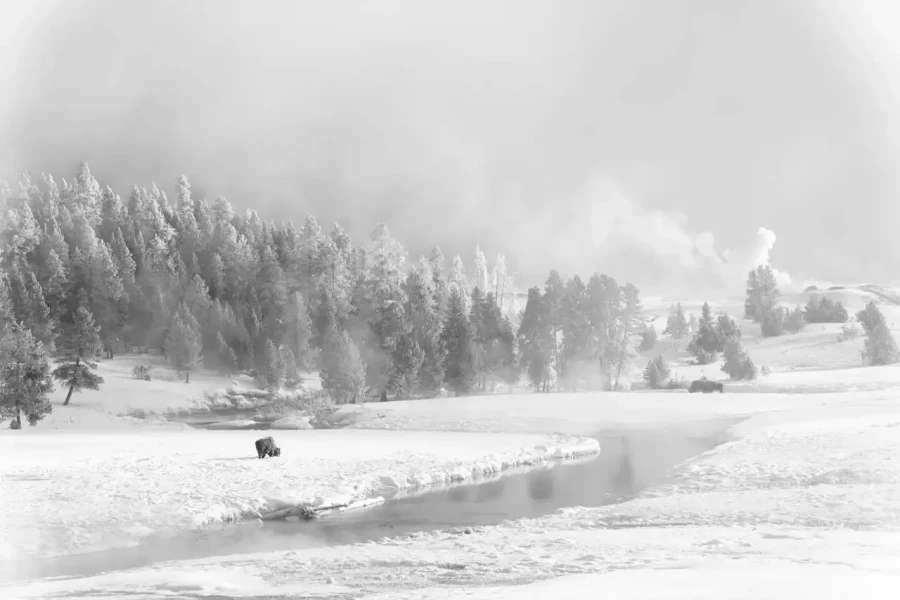 01 wildlife in black and white