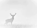 03 wildlife in black and white