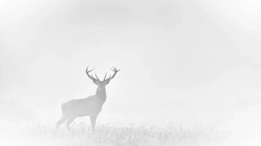 03 wildlife in black and white