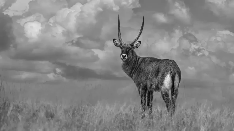 09 wildlife in black and white