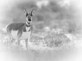 17 wildlife in black and white