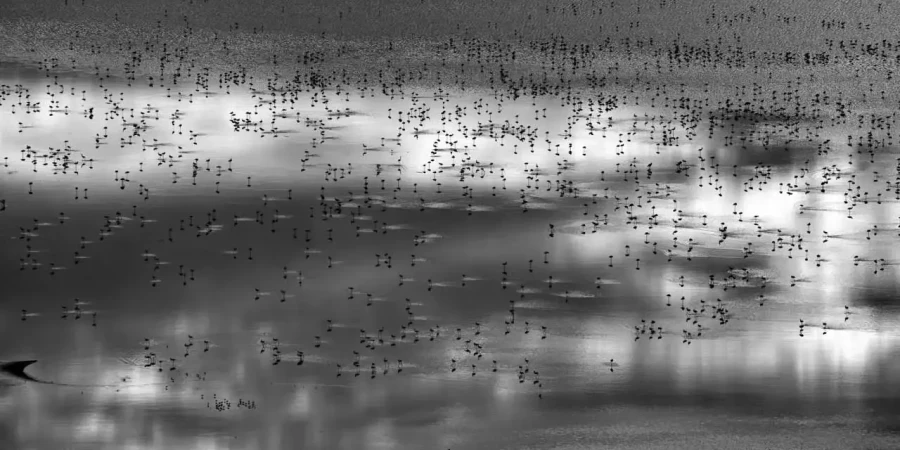 19 wildlife in black and white