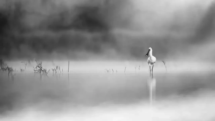 21 wildlife in black and white