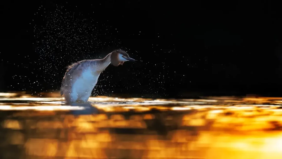 10 wildlife in color