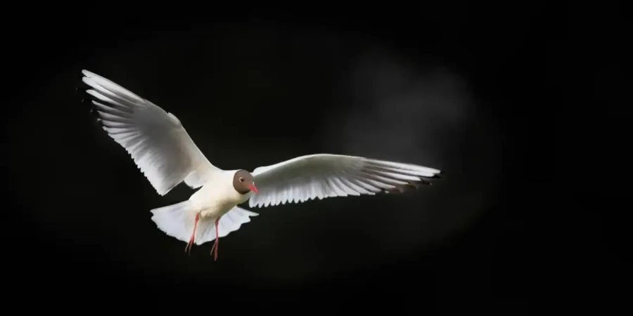 12 wildlife in color