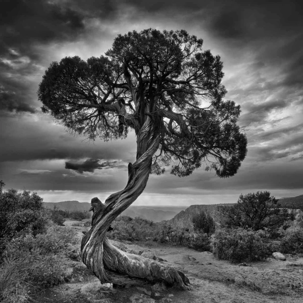 10 signature black and white amar guillen