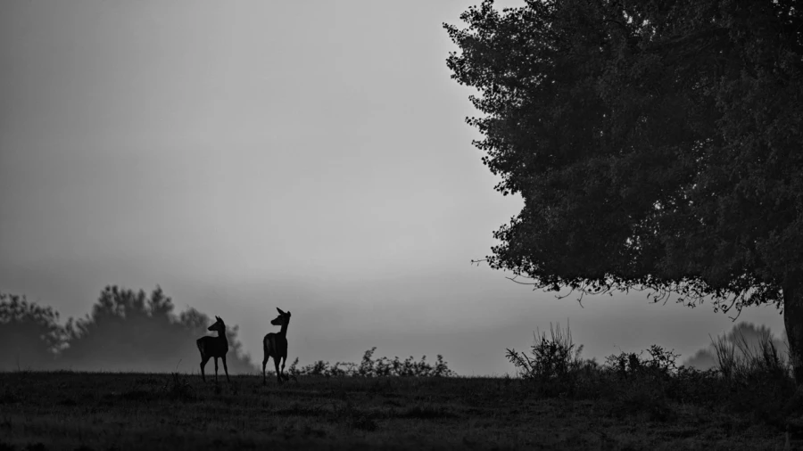 17 signature black and white amar guillen