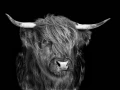 22 signature black and white amar guillen