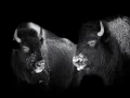 11 signature noir et blanc amar guillen