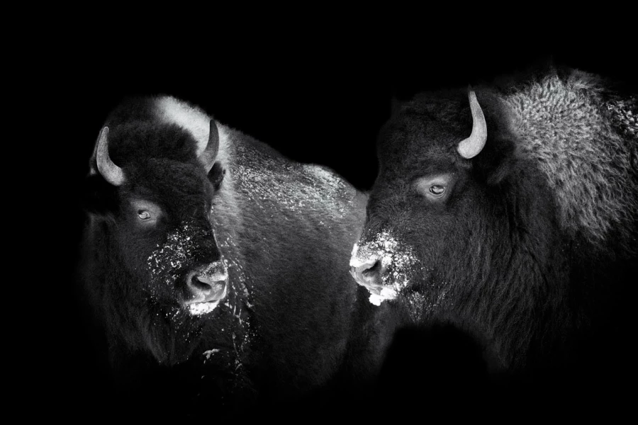 11 signature noir et blanc amar guillen