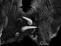 12 signature noir et blanc amar guillen