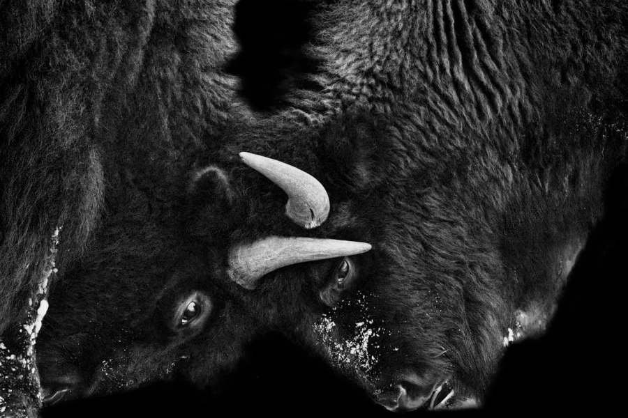 12 signature noir et blanc amar guillen