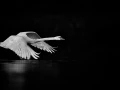 11 vision figurative amar guillen