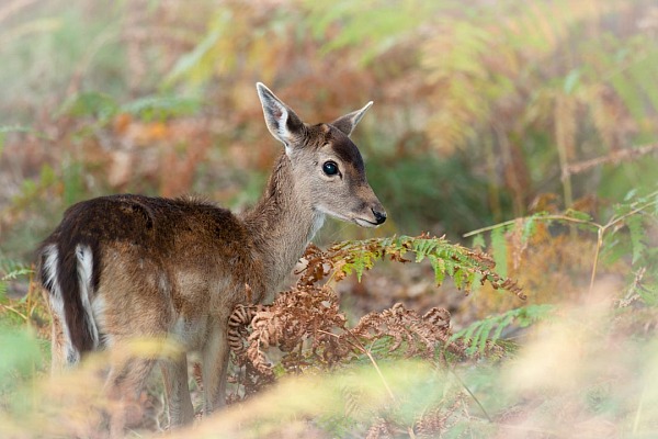 Look of a fallow deer fawn in color. Photograph by Amar Guillen, photographer artist.