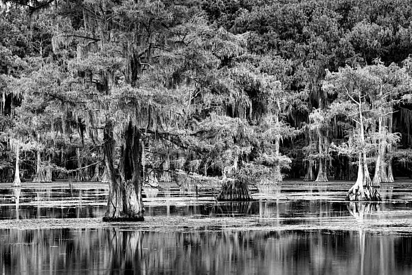 Landscape Caddo Lake in Texas. Photograph by Amar Guillen, photographer artist.