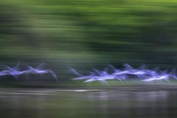 Flock of birds flying over a pond in la Dombes in France. Fine art Photograph in Impression style by Amar Guillen, photographer artist.