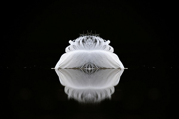 Une plume flottant à la surface de l'eau. Photographie par Amar Guillen, artiste photographe.
